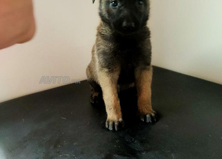 7 mâle et 5 female malinois