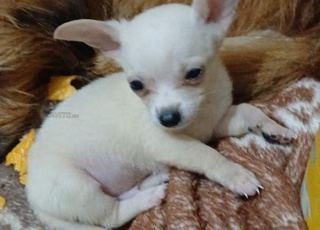 Chihuahua à vendre