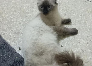 سيامو للبيع وجدة