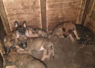 Petit chien malinois