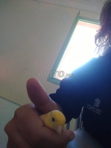 كناري أصفر للبيع