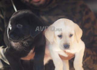 magnifiques chiota LABRADOR