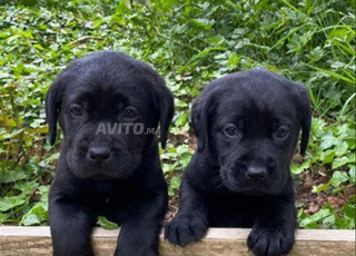Labrador noir chiot