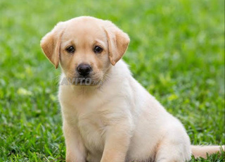 Labrador sable