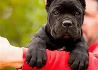 chiot cane corso