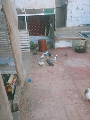 حمام الزينة