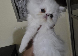 Magnifique chaton persan pure race âgé de 2 mois