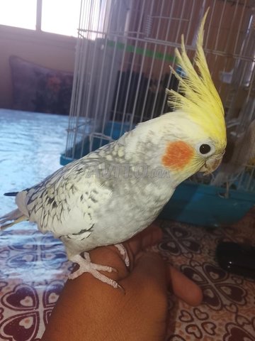 المحاميد مراكش