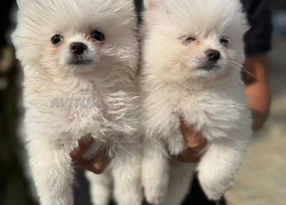 ذكر وأنثى بوميرانيان ذو نسب للبيع