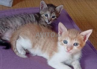 قطط صغيرة للتبرع