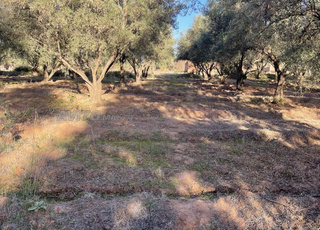 قطع أشجار زيتون بالغة للبيع