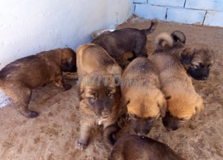 Chiots a vendre