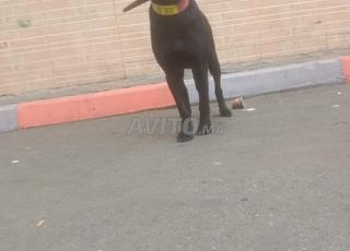 كلب من نوع رابرادور، عمره 3 أشهر