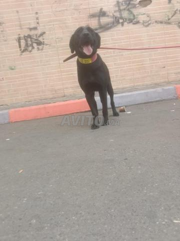 Chien de race Labrador âgé de 3 mois