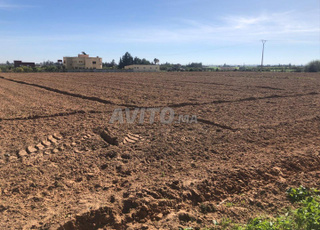 Terrain agricole titré à Tifelt - Mqam Tolba