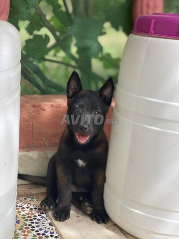 chiot berger belge malinois pedigree