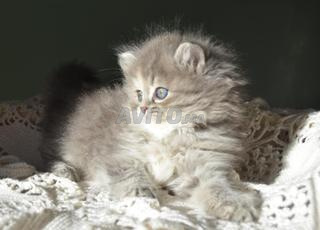 قطط سيبيرية