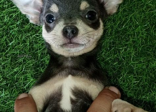 chiot chihuahua nain bleutan