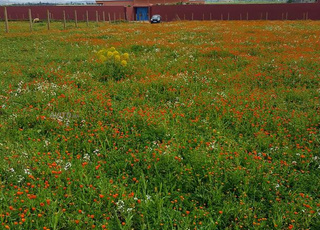 Terrain titré à Berrechid, جماعة المباركيين