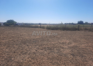 Hectare conservé à vendre près de Tiflet