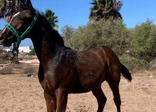 Cheval pur-sang arabe