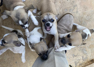 chiots chihuahua