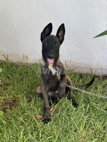 مالينو أنثى