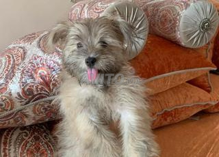 bichon vacciné vermifuge