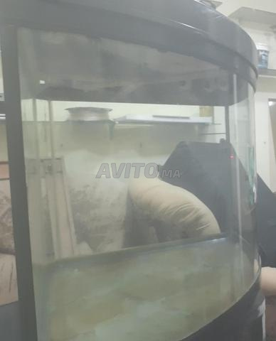 Aquarium ovale aquarium - 2