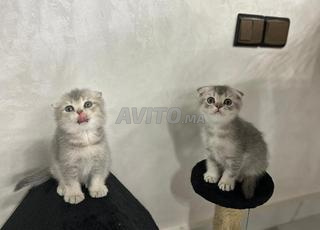 Des chatons scottish fold silver