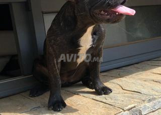 Bouledogue française