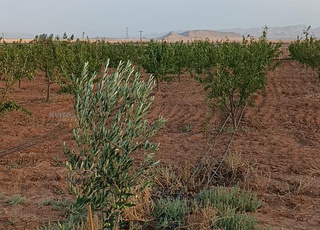 مزرعة 2 هكتار مجهزة