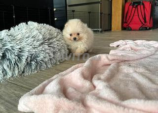 Mâle et femelle Spitz Pomeranian