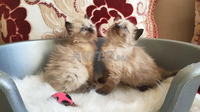 SIAMOIS HIMALAYENS سيامي هيمالايا مشعرين