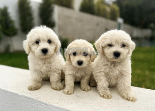 Petit chiot bichon