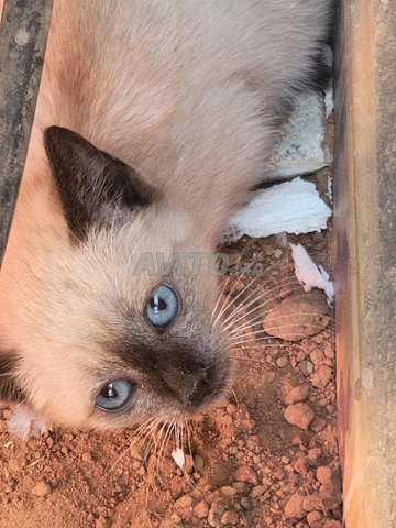 سيامois قط سياموا