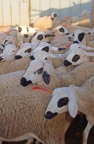 30 hawlia sardia mliha 