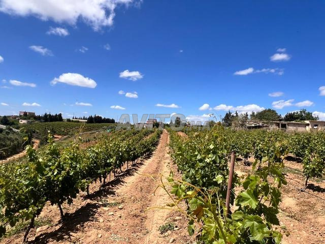 أربعة هكتارات محفظة على طريق دار والعنب وتجهيز - 2