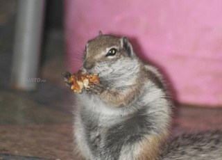 كوبل سنجاب للبيع