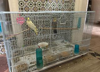 deux calopsittes avec grand cage et nichoir