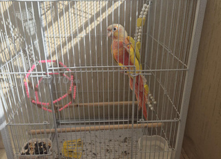 طيور مولينا مدربة