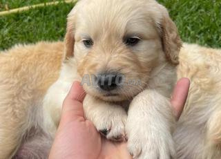 Golden retriever reste un mâle