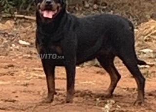 Rottweiler Malinois