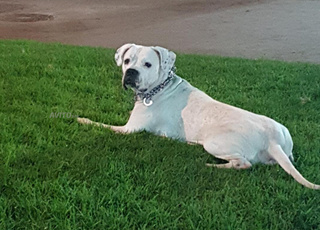 دوج أرجنتينو