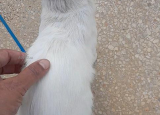 Chat mâle d'un an, calme et gentil, à adopter