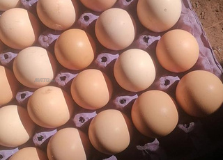 كتكوت الفرنسي الحر