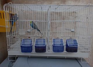 Couple de perruches et cage