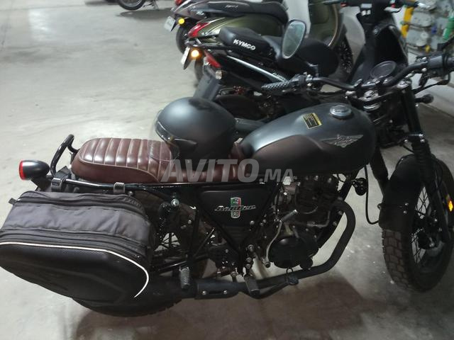 Cimatti Bobber modèle 2024 à vendre - 2