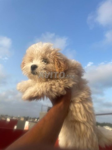 ذكر موركي نادر شهرين لون كراميل ذهبي