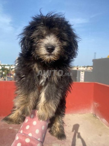 أنثى موركي نادرة عمرها شهرين لونها أسود